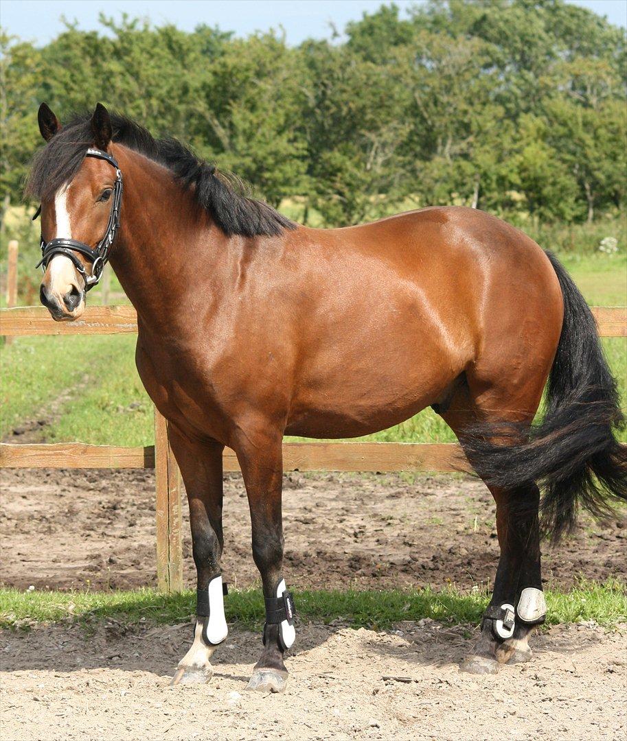 New Forest Holmens Rebus - Holmens Rebus
2011
J-L Foto billede 9