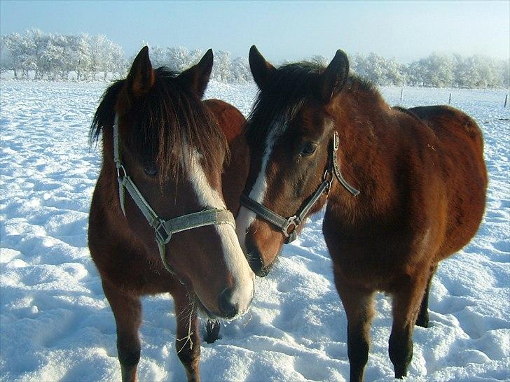 New Forest Holmens Rebus - Holmens Rebus og Holmens Frida
2010 billede 13