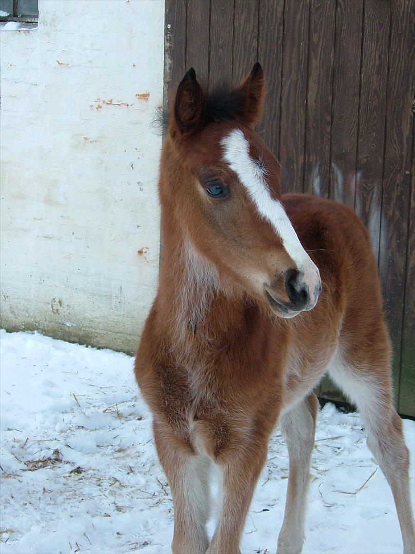 New Forest Holmens Rebus - 2008 billede 11