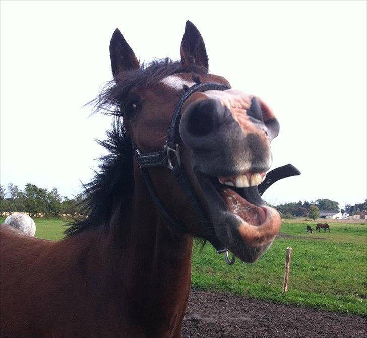 New Forest Holmens Rebus - SMIIIILL !!
CMF foto  billede 5