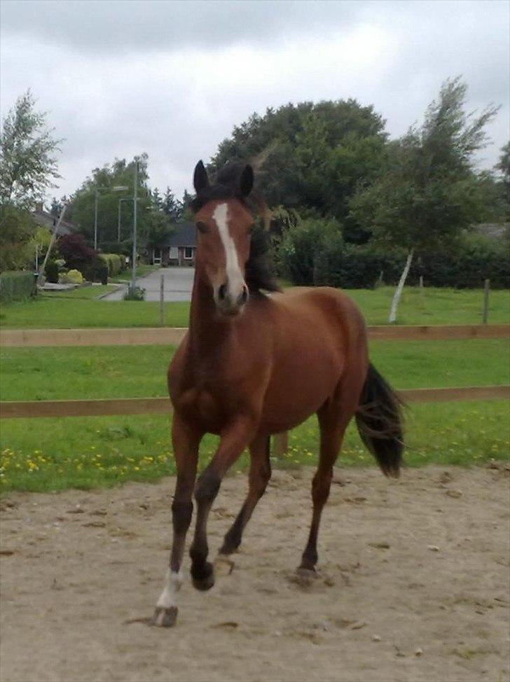 New Forest Holmens Rebus - 2009 billede 14