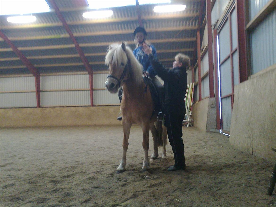 Tyroler Haflinger Suesette  SOLGT ! pr 14-8-2014 billede 2