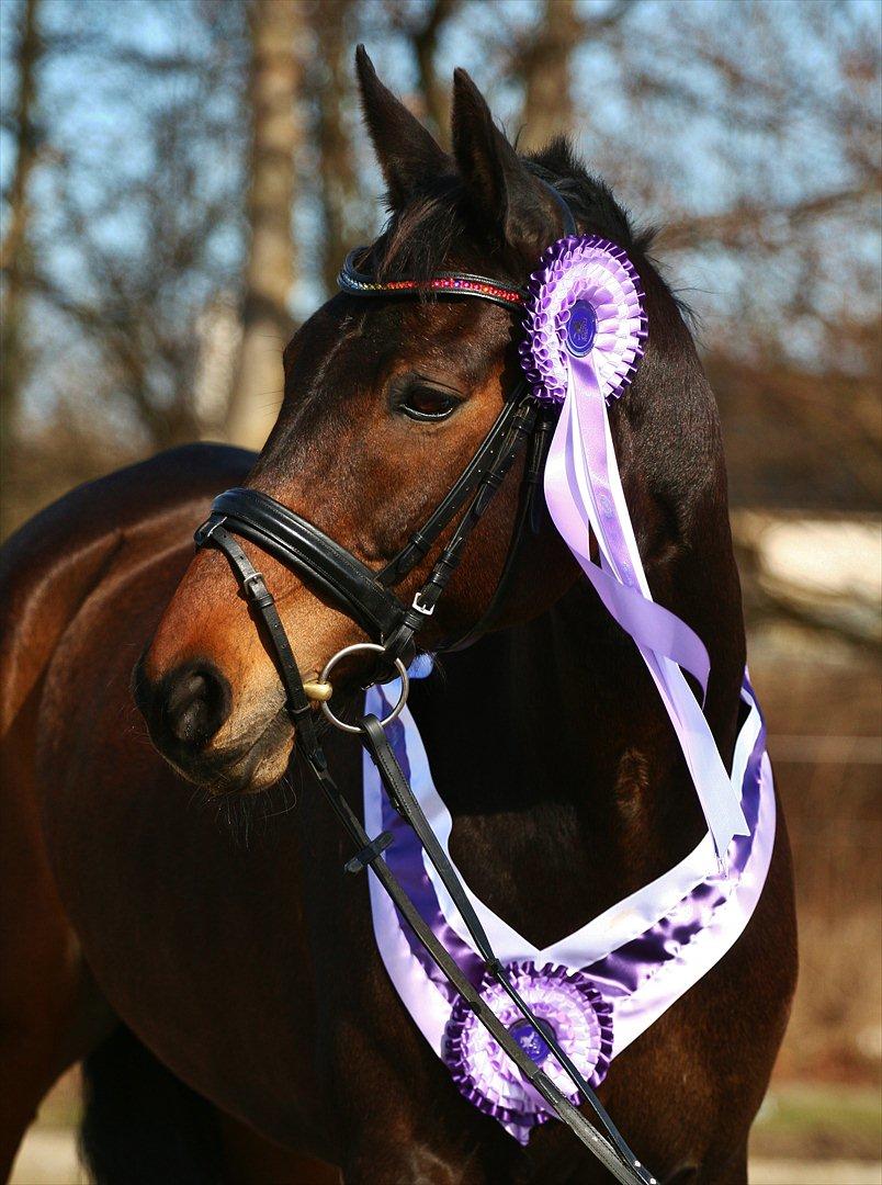 Anden særlig race May Piccolo *Klubmester 2011* - Taget af Camilla Rosenlund / CR-FOTO
 billede 2