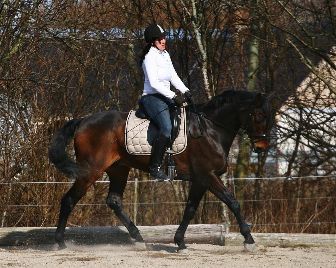 Anden særlig race May Piccolo *Klubmester 2011* - Taget af Camilla Rosenlund / CR-FOTO billede 8