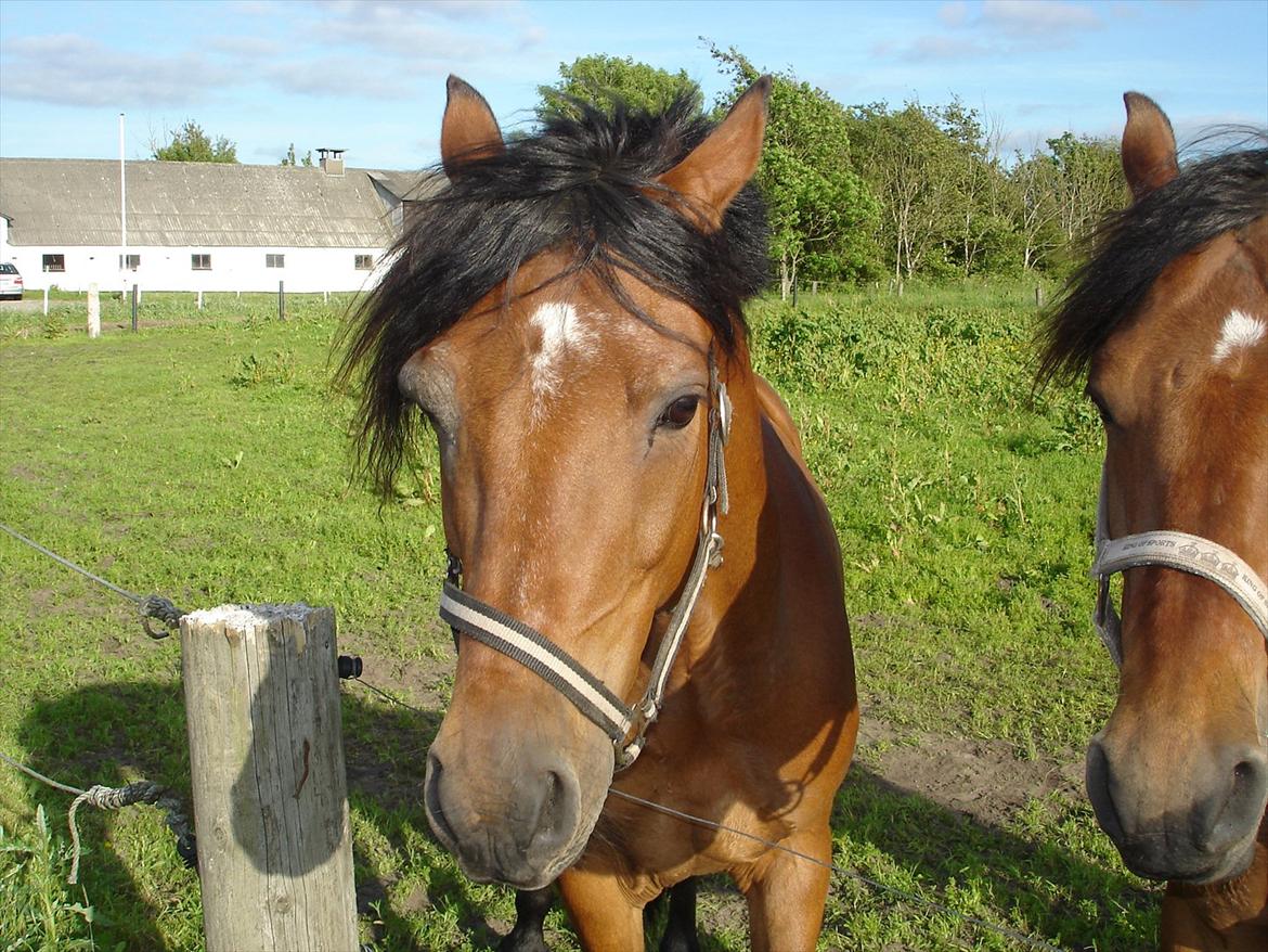 Welsh Partbred (Sec F) Got2bee billede 2