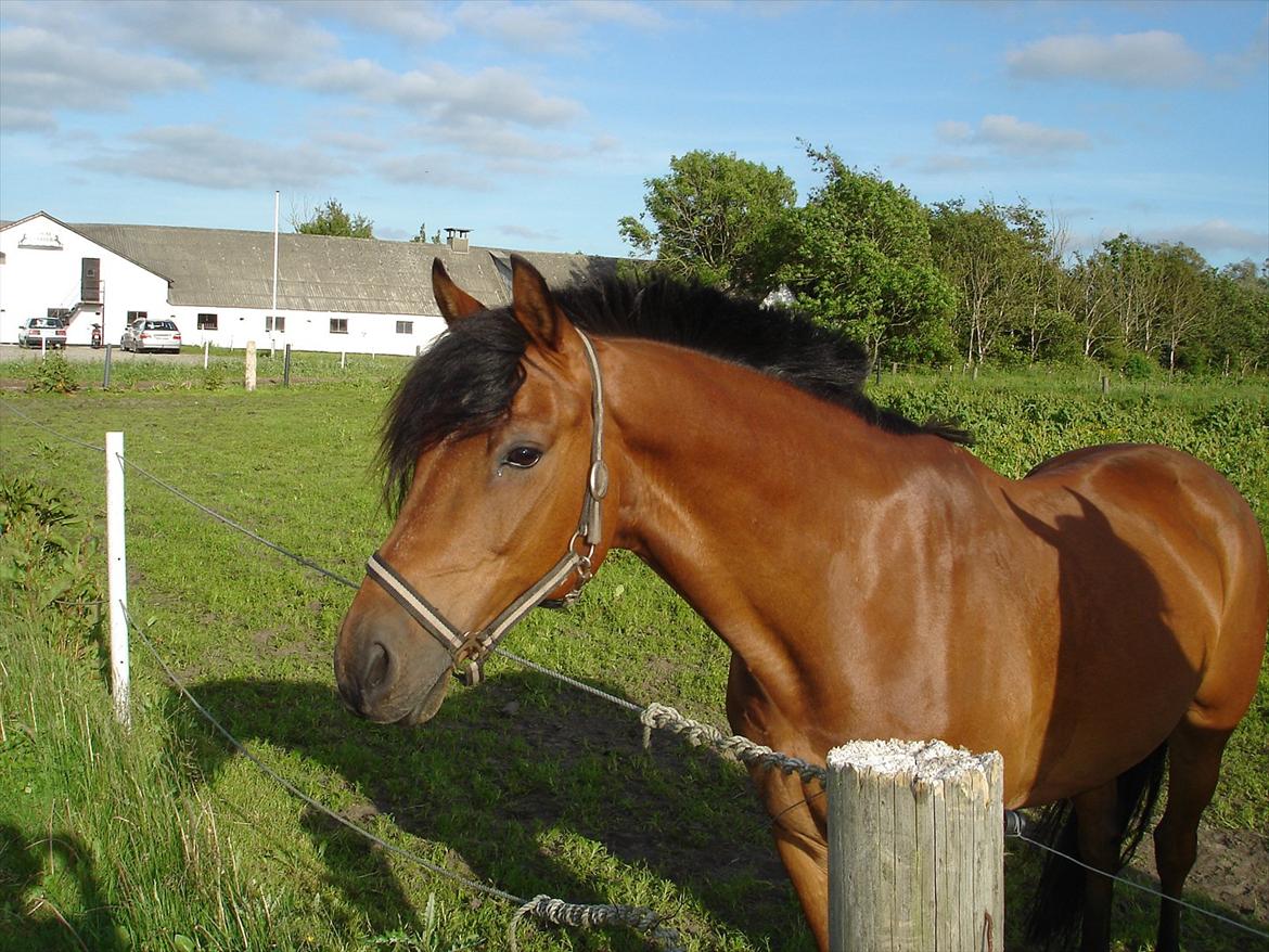 Welsh Partbred (Sec F) Got2bee billede 3