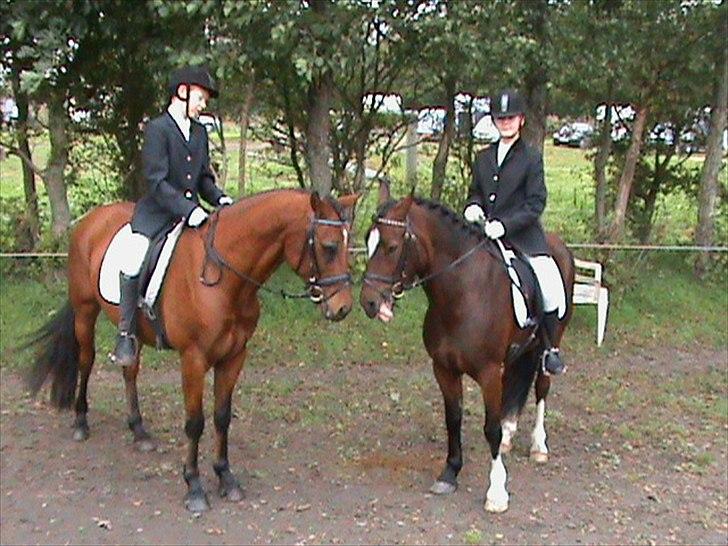 Welsh Partbred (Sec F) Got2bee billede 6