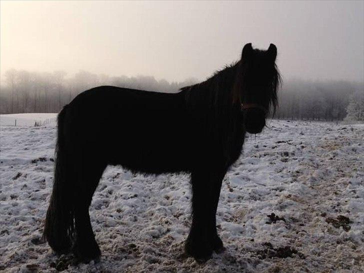 Fell pony Michaks Jaguar  billede 14