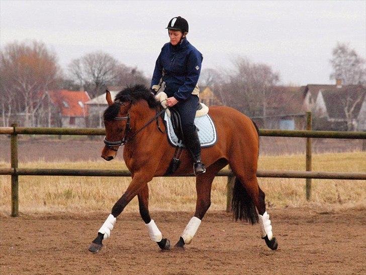 Dansk Varmblod Tanholms Triumph - marts 2012 billede 12