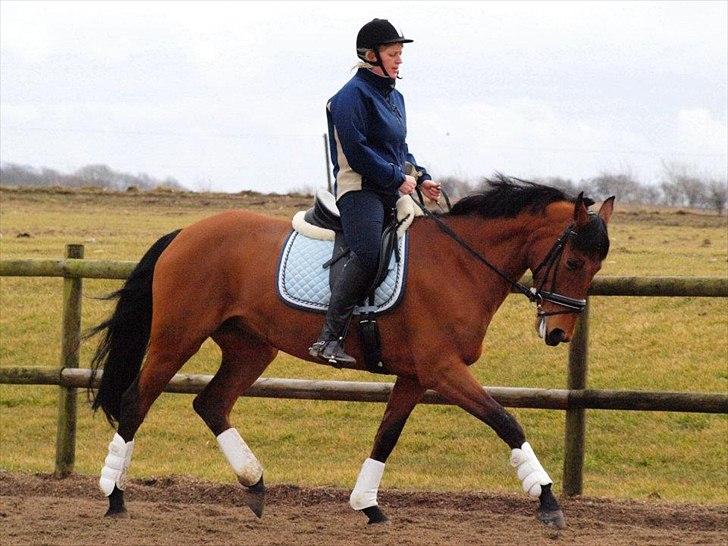 Dansk Varmblod Tanholms Triumph - marts 2012 billede 13