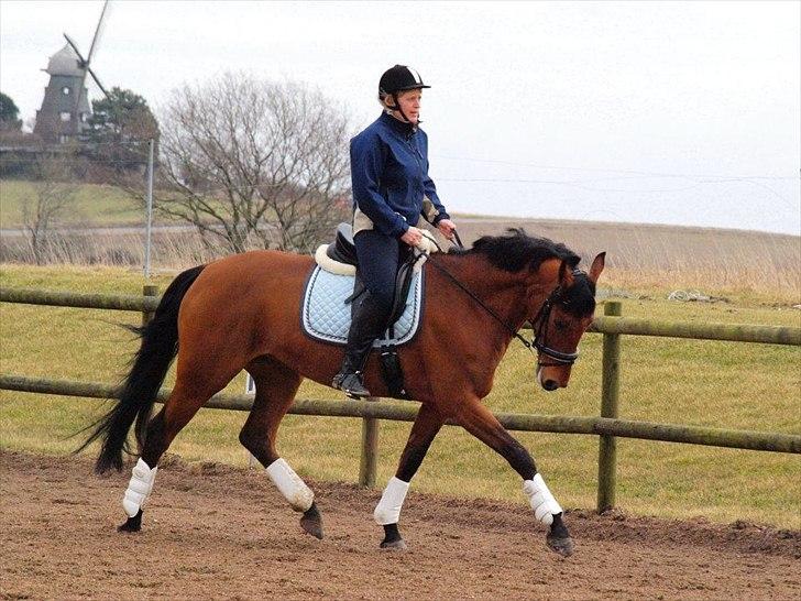 Dansk Varmblod Tanholms Triumph - marts 2012 billede 14