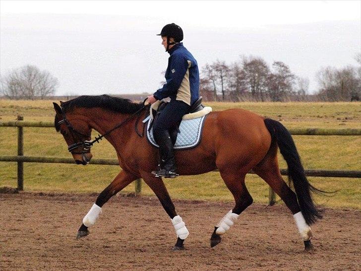 Dansk Varmblod Tanholms Triumph - marts 2012 billede 15