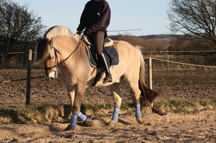 Fjordhest Gajol Møldrup - Fotograf: Anne-Katrine Nielsen billede 7