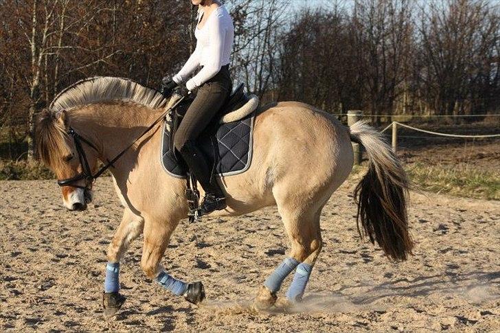 Fjordhest Gajol Møldrup - Fotograf: Anne-Katrine Nielsen billede 5