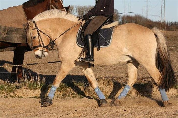 Fjordhest Gajol Møldrup - Fotograf: Anne-Katrine Nielsen billede 2