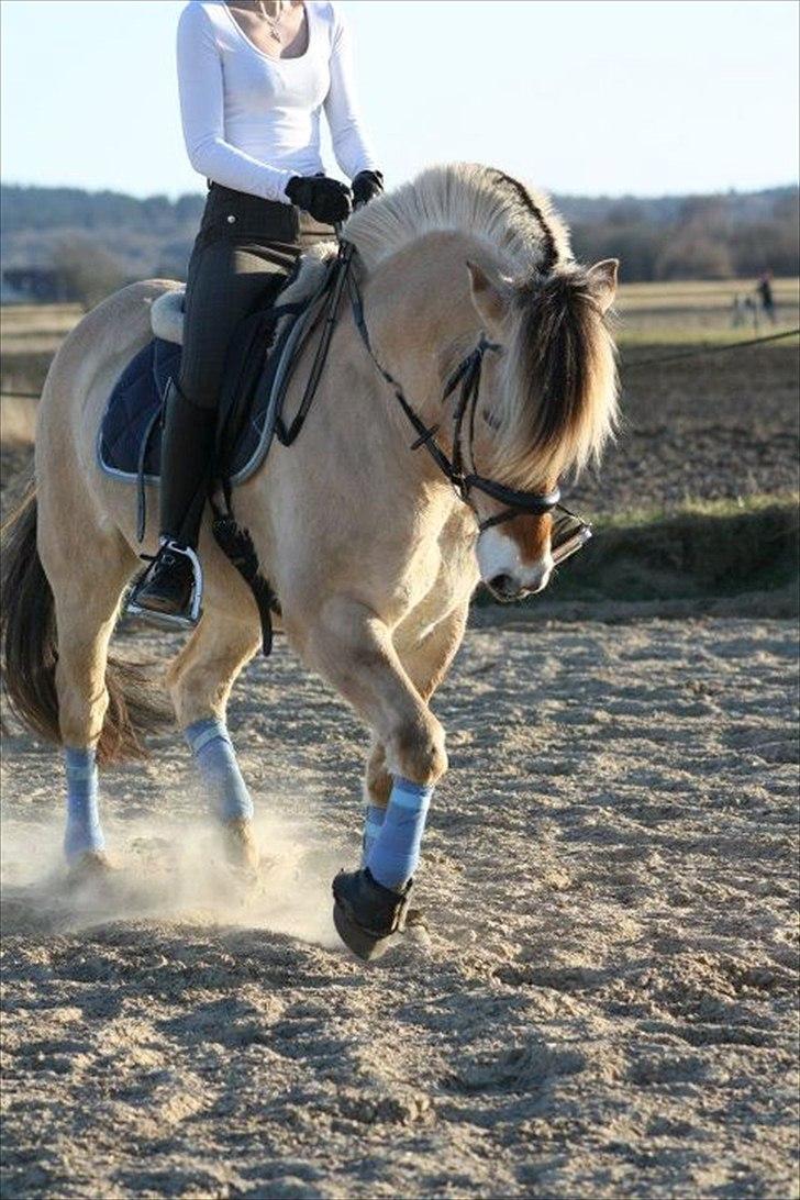 Fjordhest Gajol Møldrup - Fotograf: Anne-Katrine Nielsen billede 20