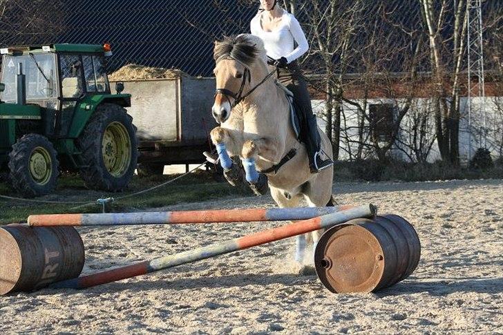 Fjordhest Gajol Møldrup - Fotograf: Anne-Katrine Nielsen billede 14