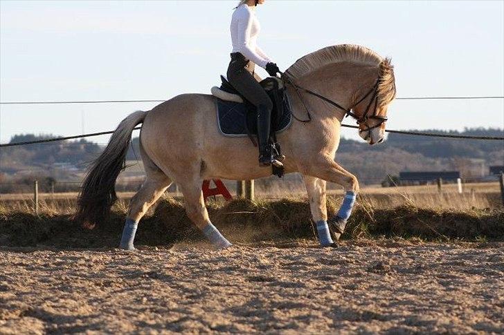 Fjordhest Gajol Møldrup - Fotograf: Anne-Katrine Nielsen billede 9