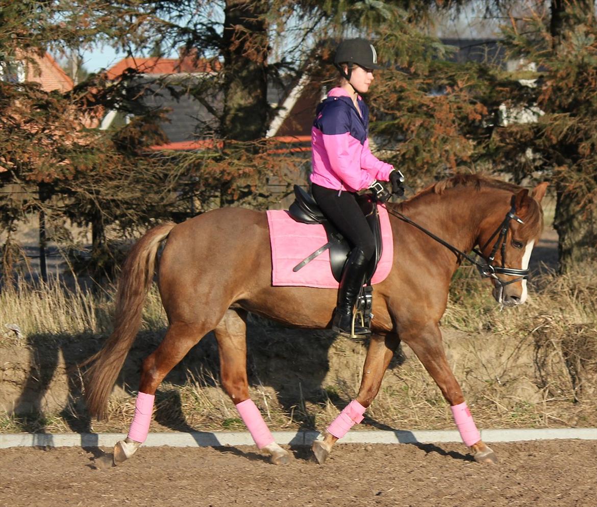 New Forest Wonder billede 4