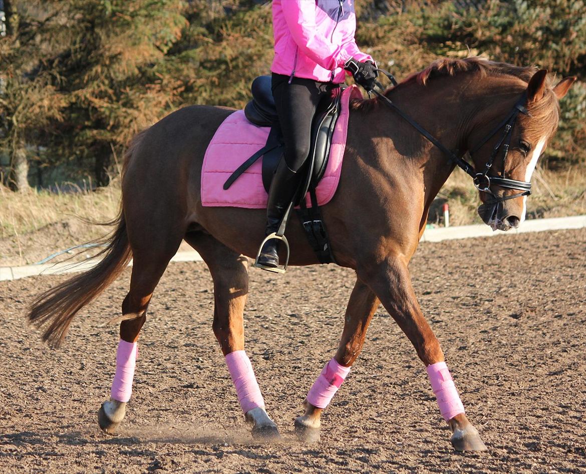 New Forest Wonder billede 6