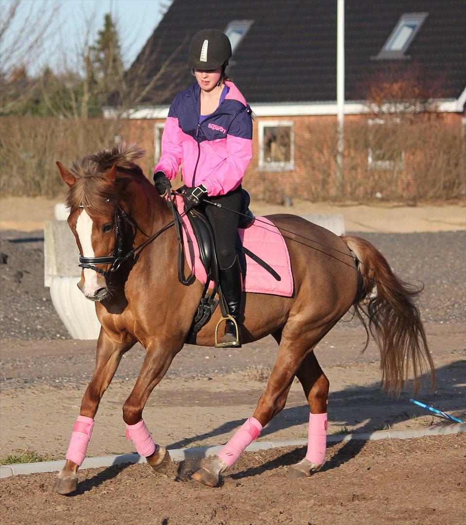 New Forest Wonder billede 9