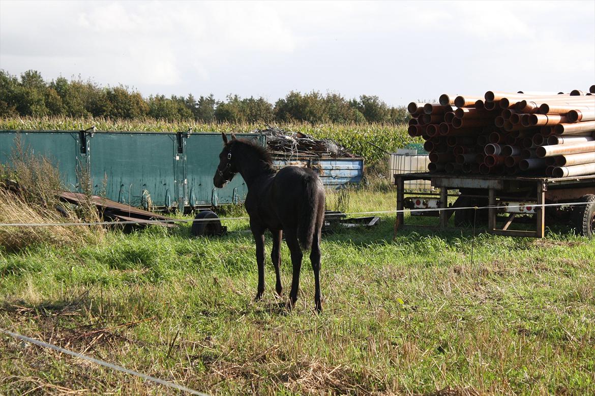 Barockpinto Tothøjlunds Freja billede 6