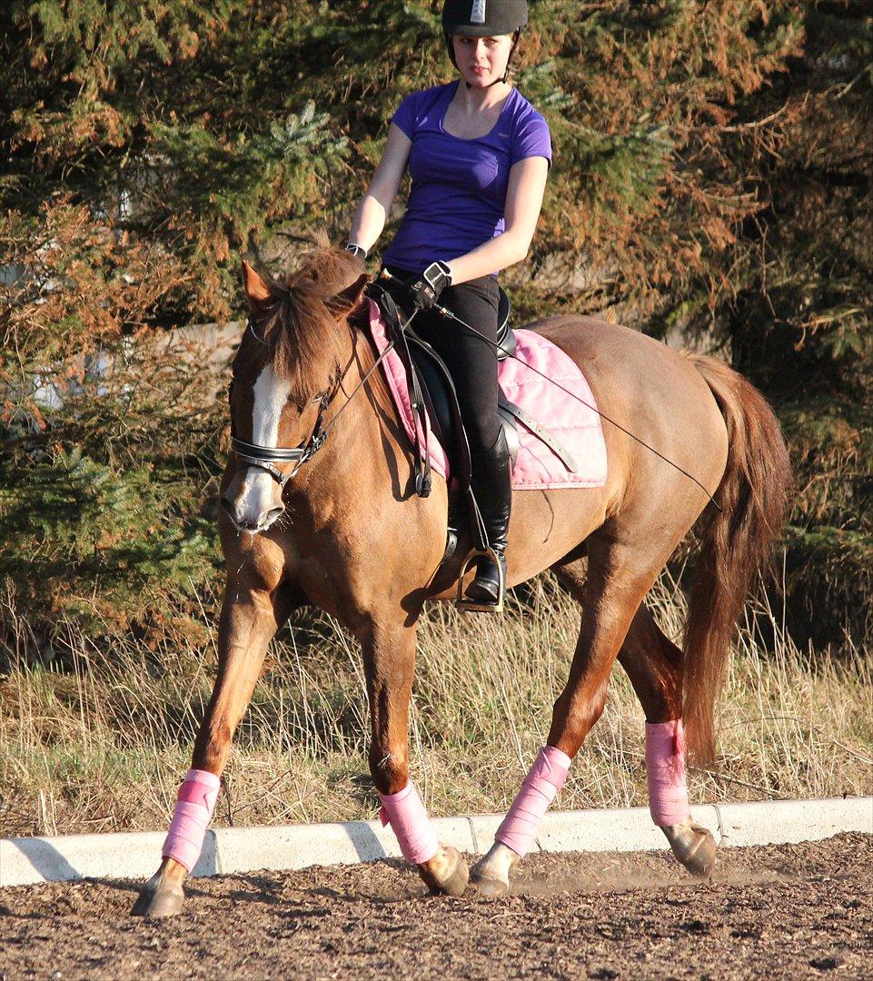 New Forest Wonder billede 13