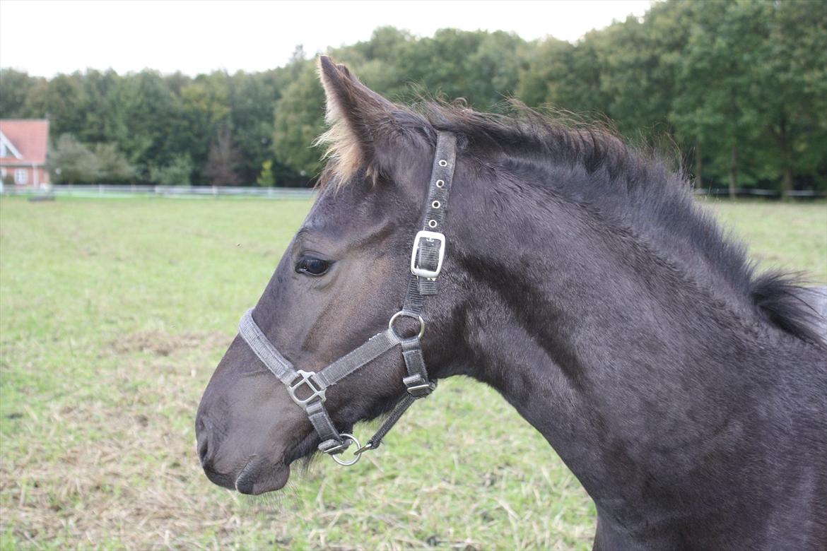 Barockpinto Tothøjlunds Freja billede 7