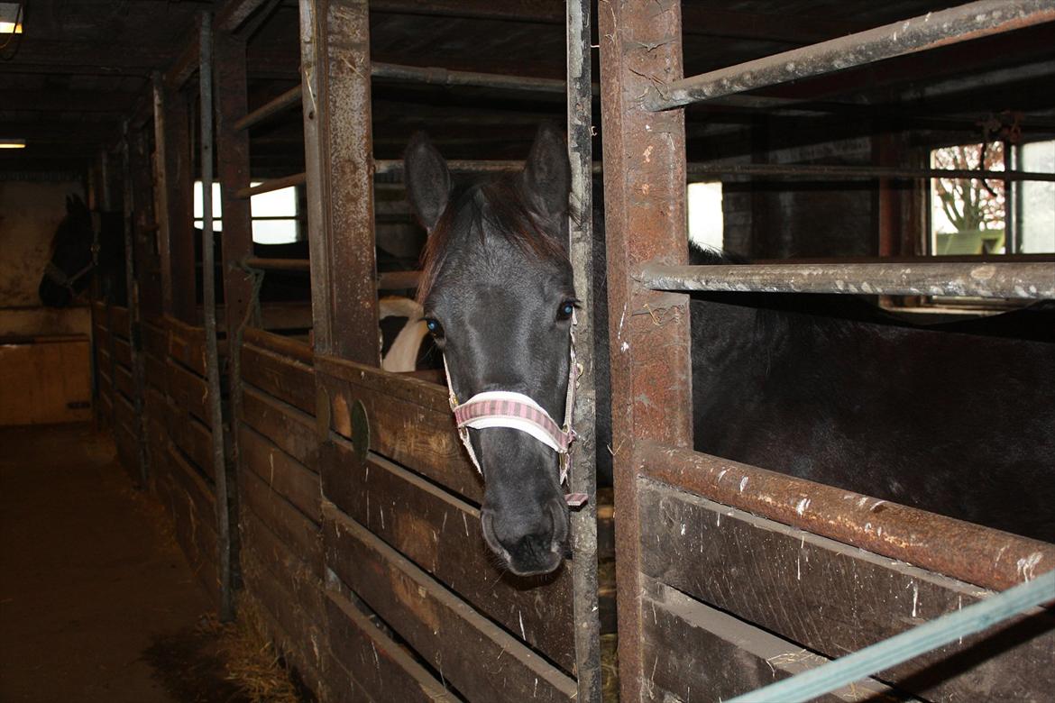 Barockpinto Tothøjlunds Freja billede 8