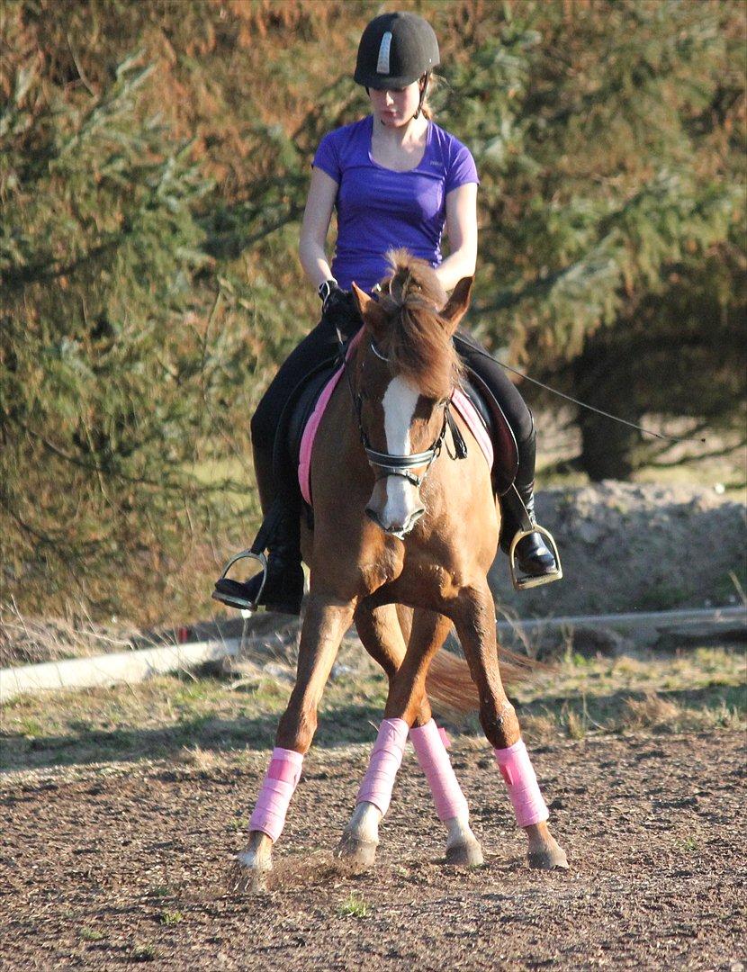 New Forest Wonder billede 16