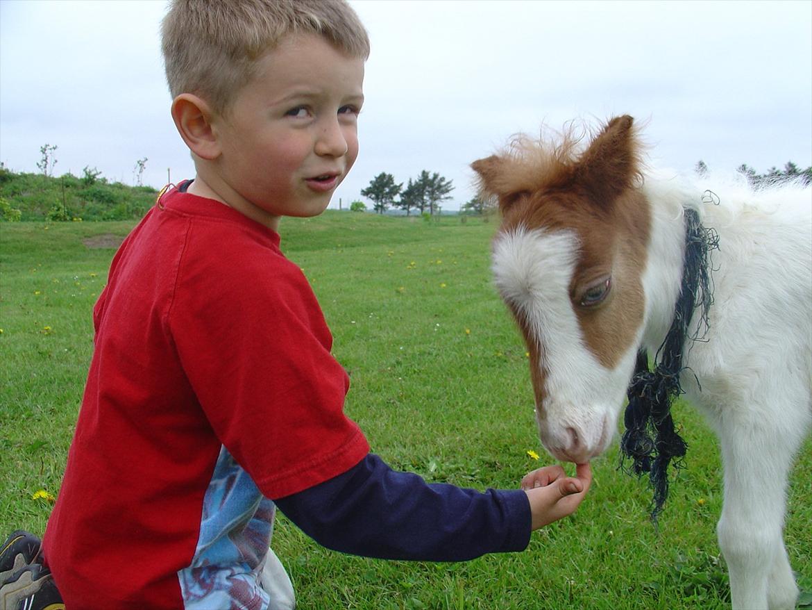 Shetlænder Trille - *NYT*
Trille da hun var en lille baby! :D<3 billede 14