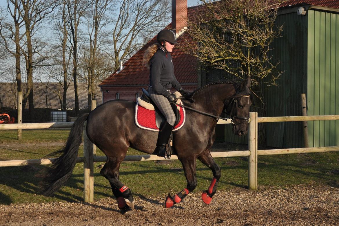 Anden særlig race KJÆRSGAARDS MOONLIGHT - Dressurtræning d.14 marts 2012 :)
 billede 27