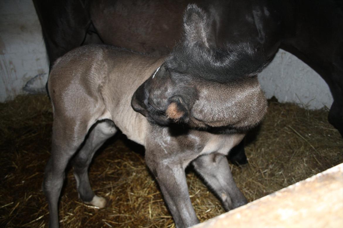 Anden særlig race Stald Handbergs casanova billede 1
