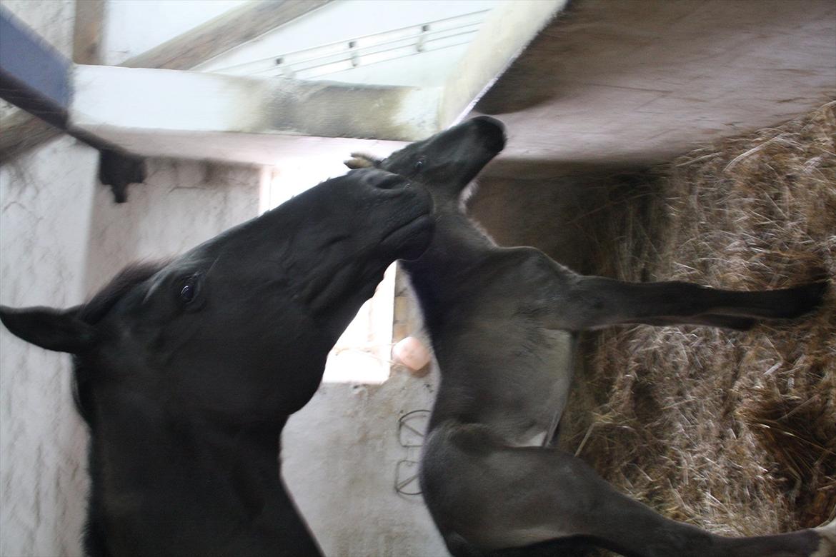 Anden særlig race Stald Handbergs casanova billede 4