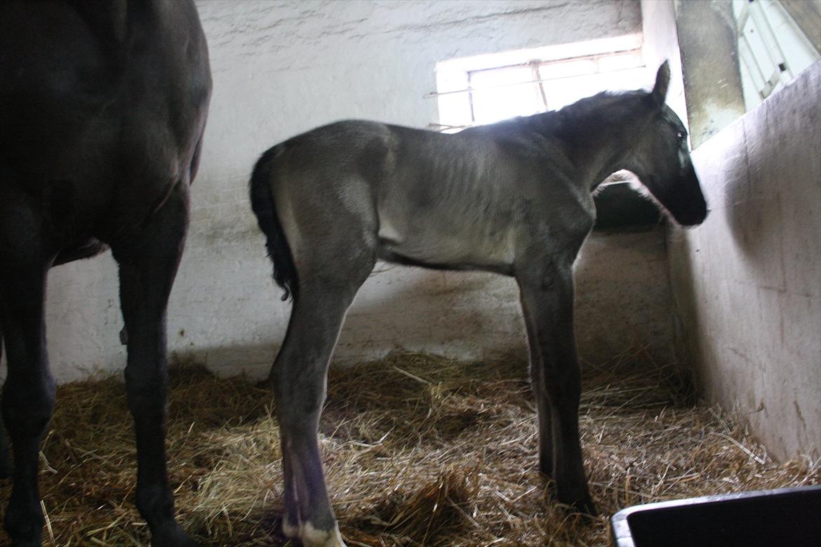 Anden særlig race Stald Handbergs casanova billede 5