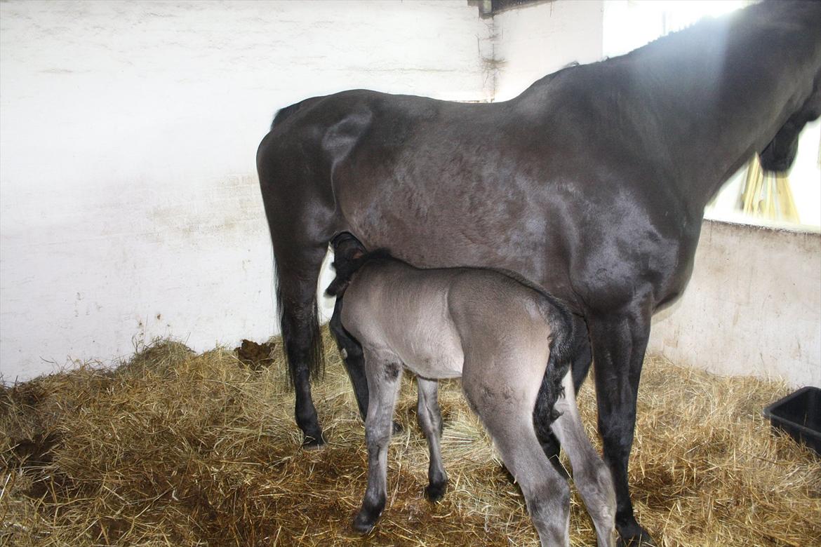 Anden særlig race Stald Handbergs casanova billede 6