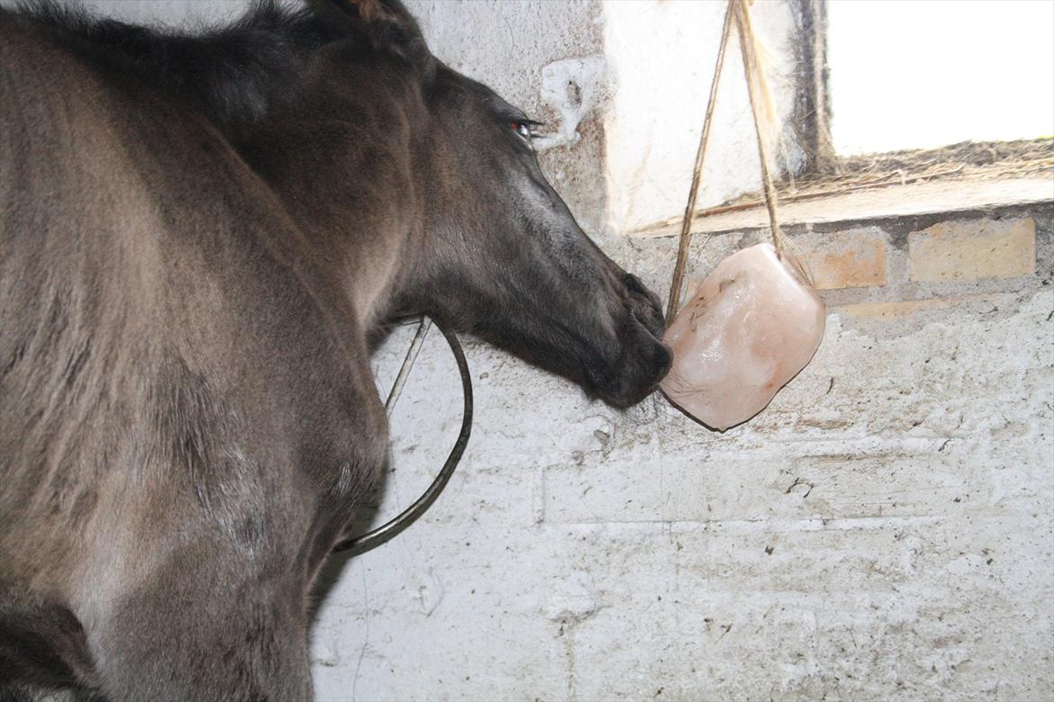Anden særlig race Stald Handbergs casanova billede 7