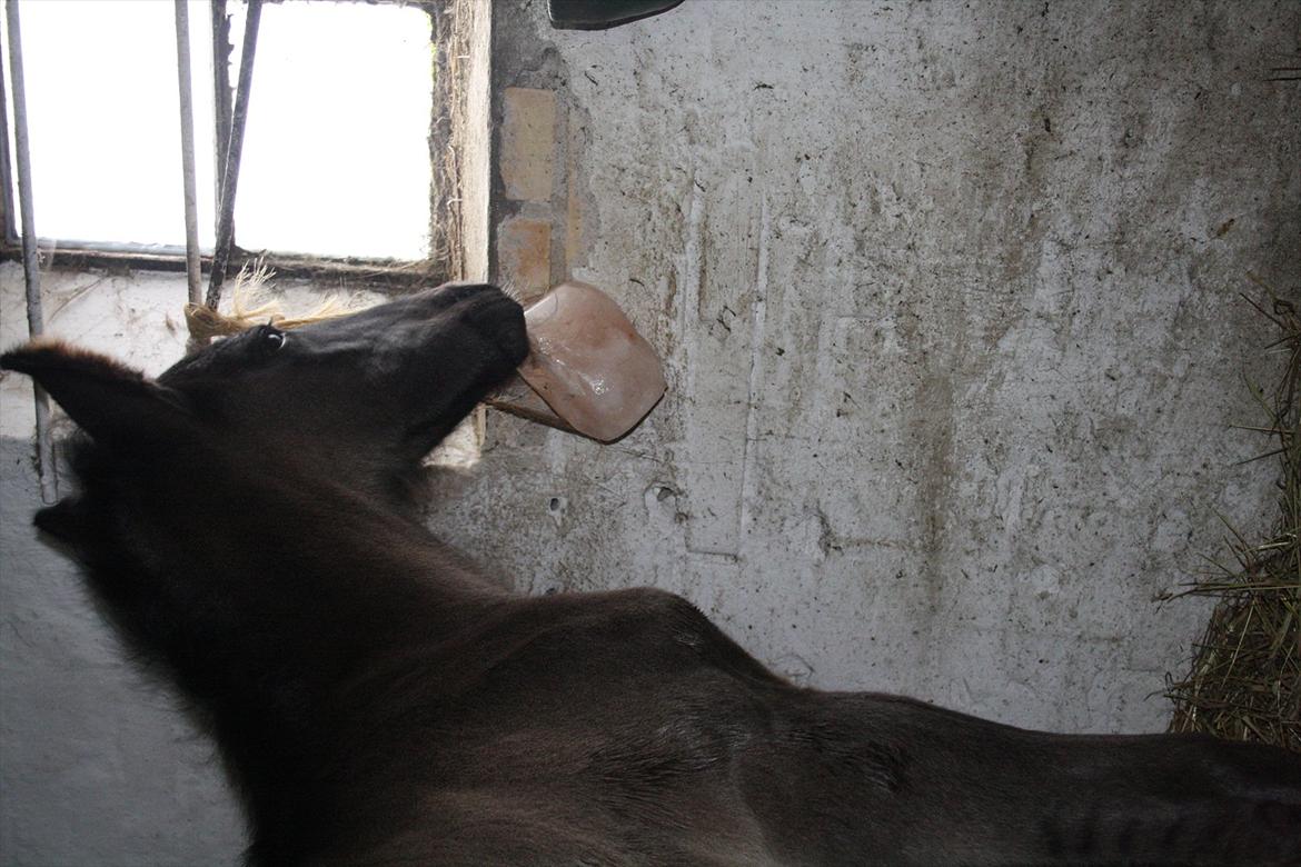 Anden særlig race Stald Handbergs casanova billede 8
