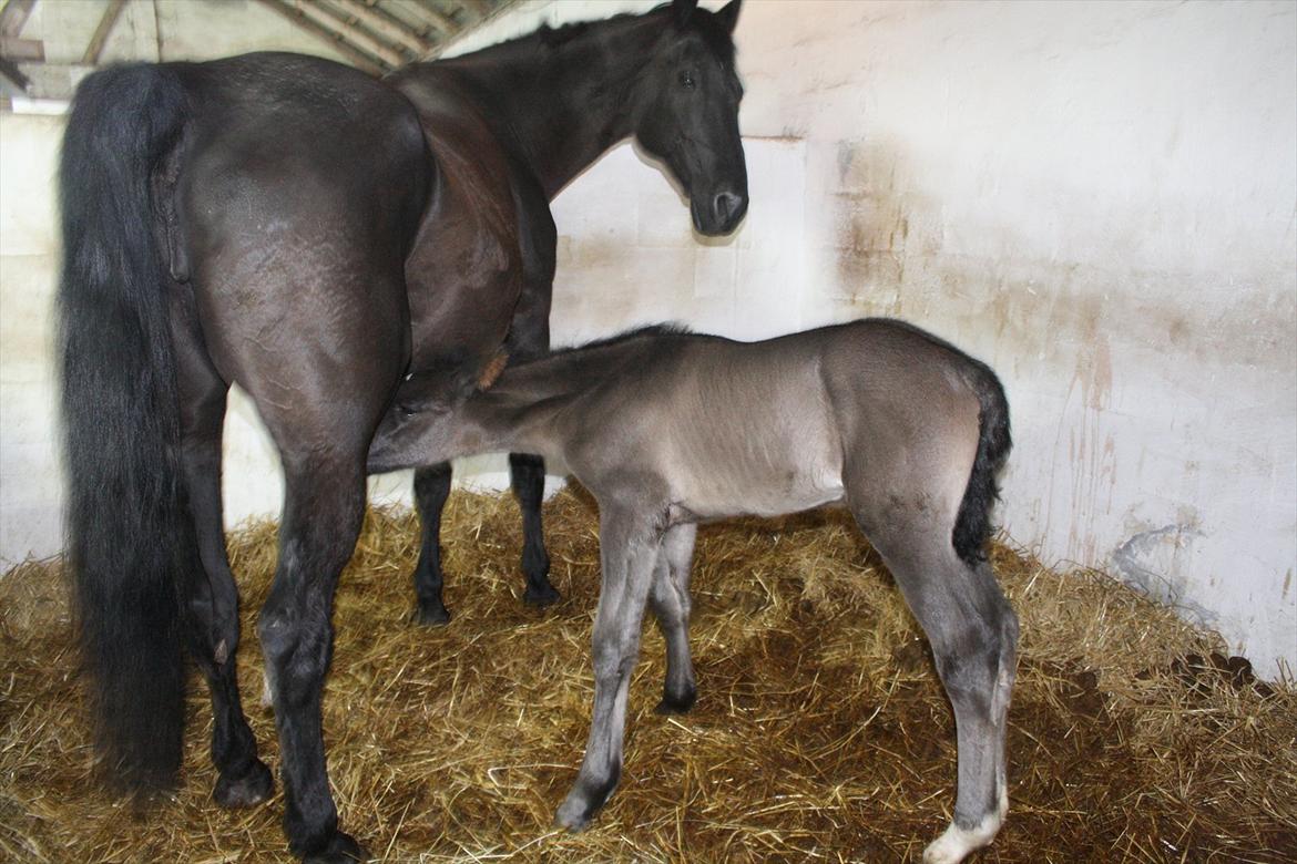 Anden særlig race Stald Handbergs casanova billede 10