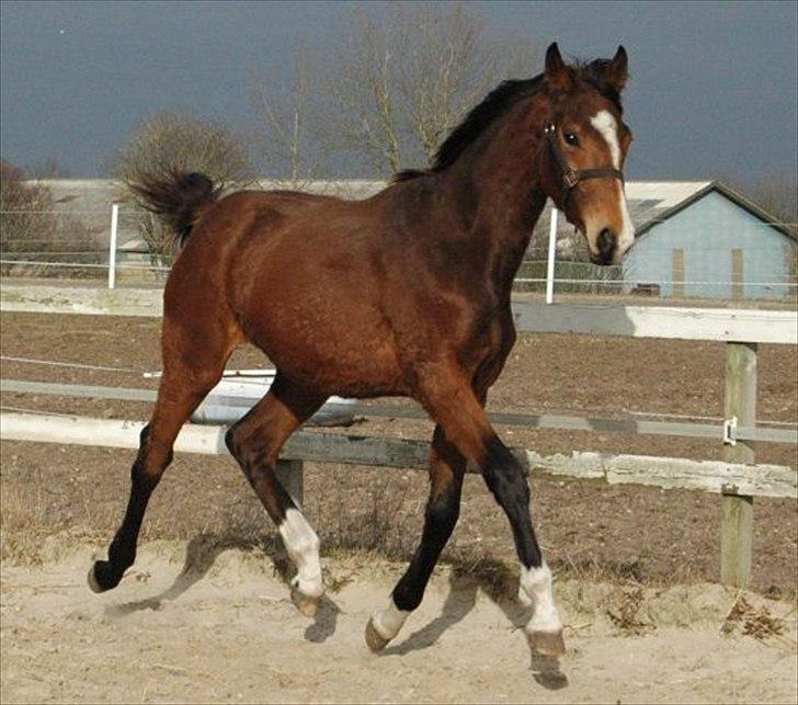 Dansk Varmblod • Charming-Boy • billede 16