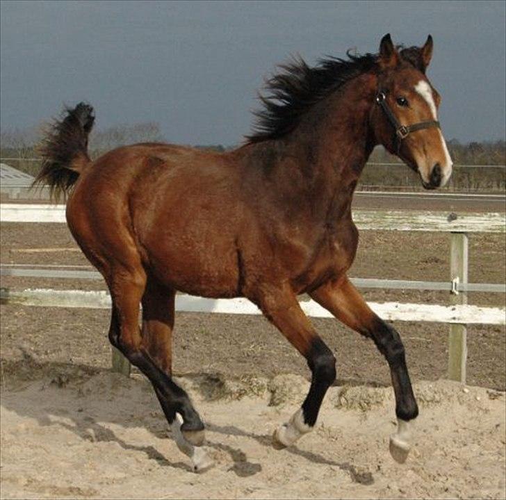 Dansk Varmblod • Charming-Boy • billede 17