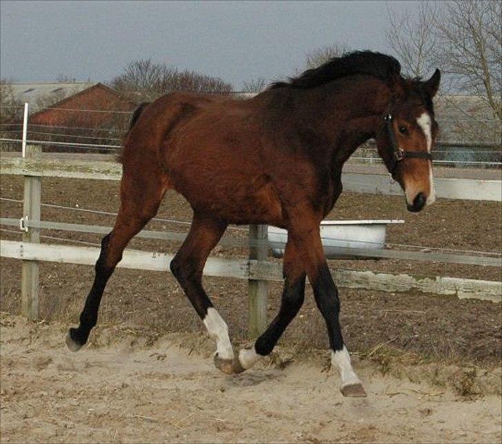 Dansk Varmblod • Charming-Boy • - gummibold:D billede 8
