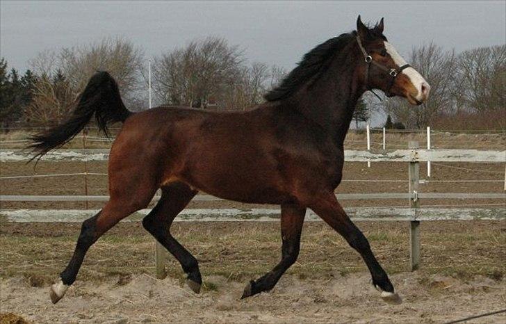 Dansk Varmblod • Heart Made • billede 2