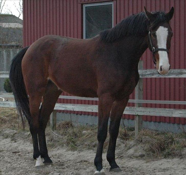 Dansk Varmblod • Heart Made • billede 18