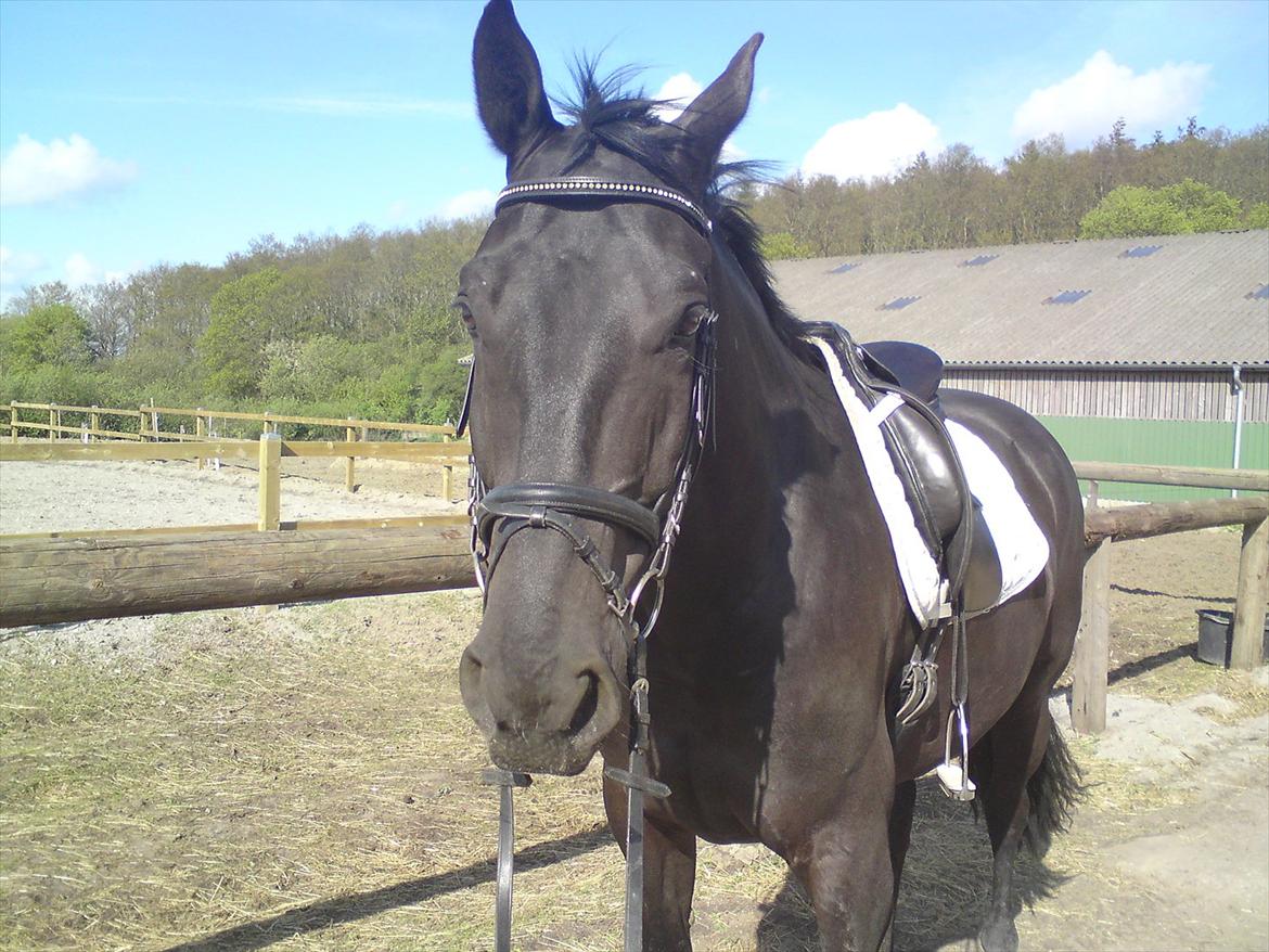 Oldenborg Corporal Alstrup - Sommer 09 billede 2