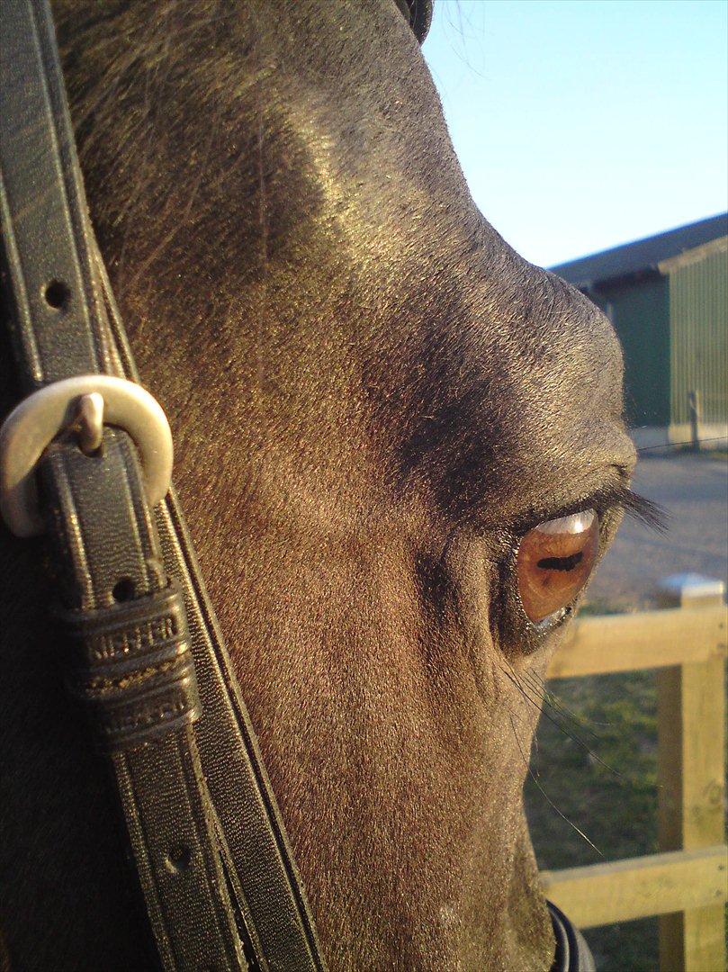 Oldenborg Corporal Alstrup - Sommer aften 09 billede 3