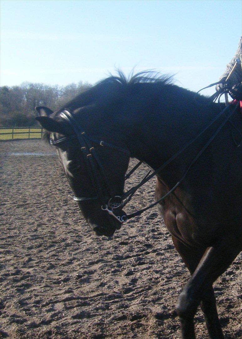 Oldenborg Corporal Alstrup - Er jeg ikke bare lækker?? billede 7