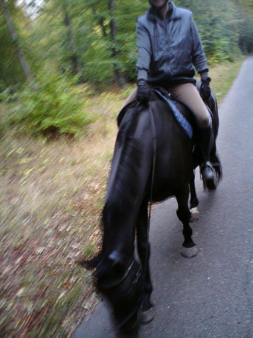 Oldenborg Corporal Alstrup - På vej hjem efter en dejlig tur i skoven 6/10-09
Coppe leger "sporhest" billede 8