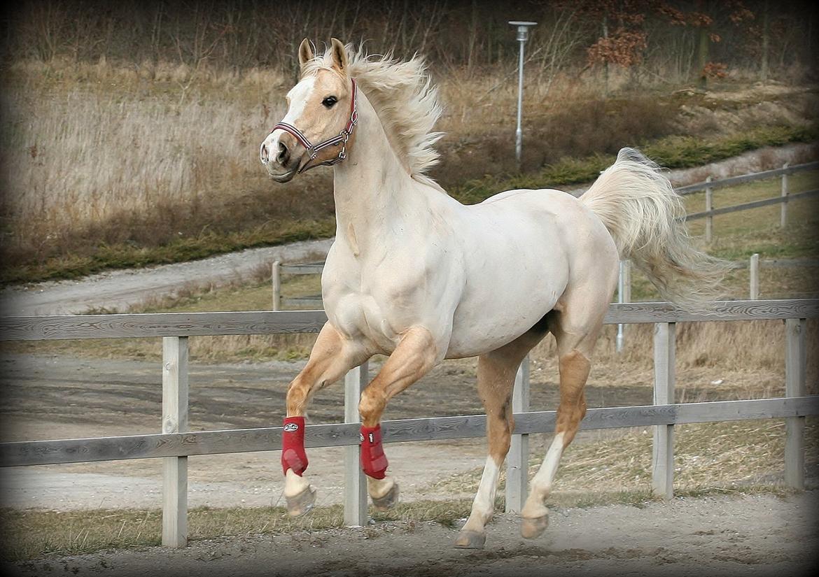 Paint Solanos Sunny Dinero - Her giver han den fuld gas på banen på IG, marts 2012. Foto: mig billede 3