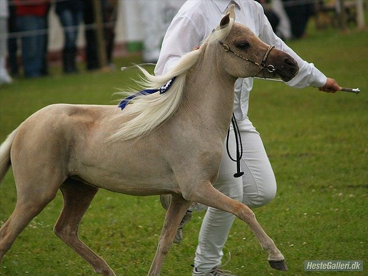 Amerikansk Miniature Teglmosen's Pandora Whiz - Min smukke prinsesse til dyreskuet i horsens 2011, i kampen om skutes bedste 2 års hoppe.. billede 19